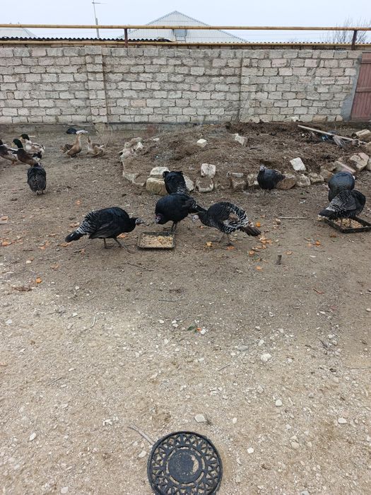 Индюктер сатылады