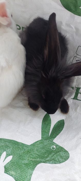 Quyon bolalari sotiladi