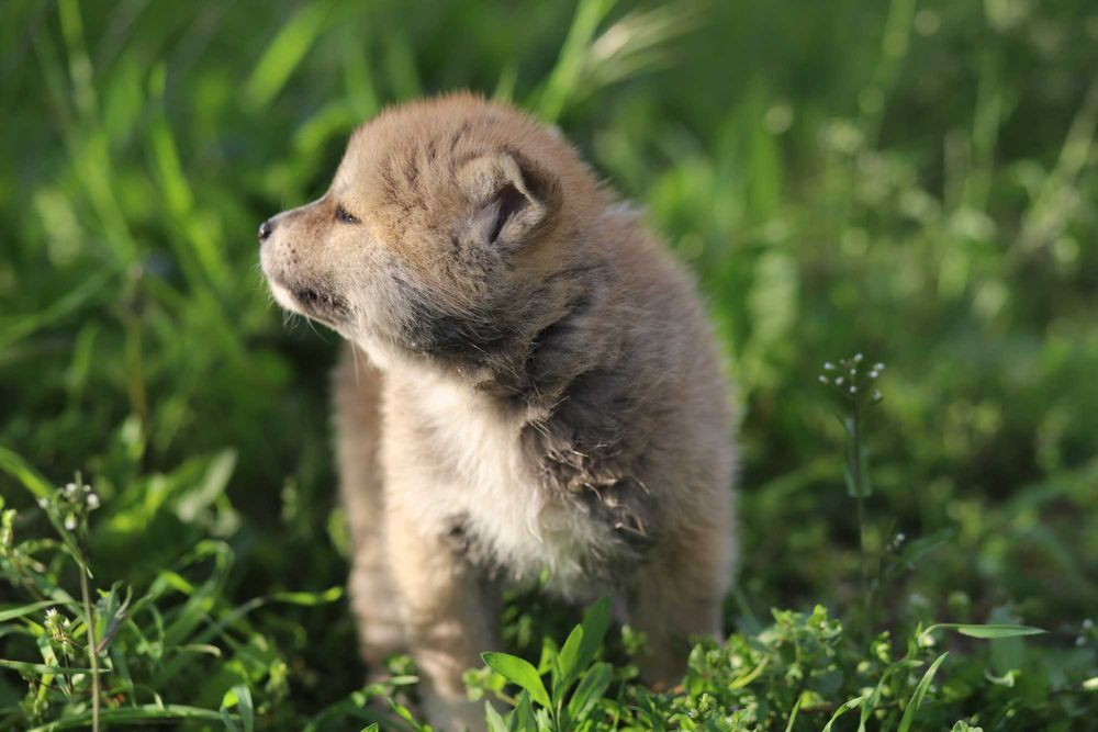 Pui Akita Inu femela