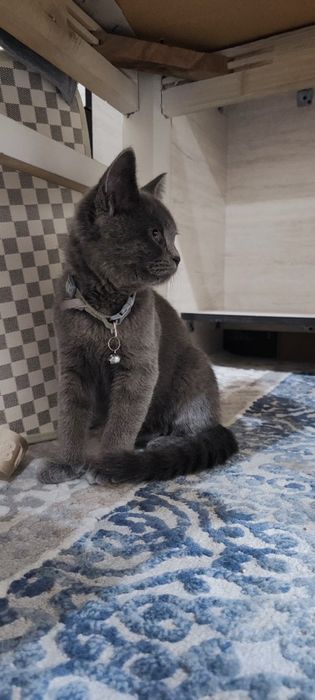 Scottish Strayt Tozza qon