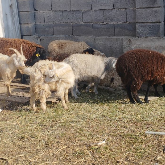 бараны козлы  овцы кой ешки