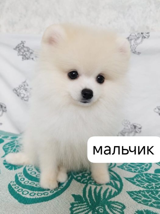 Померанский шпиц щенки