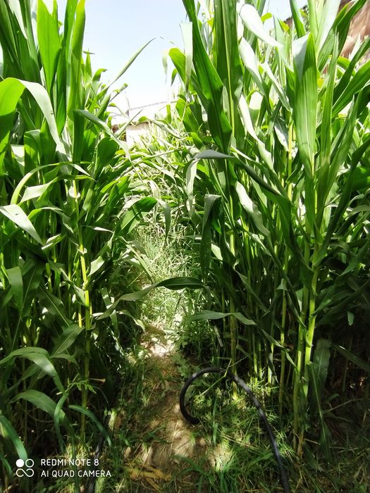 Biogomus Удобрение для огородов и сада цена оптовая