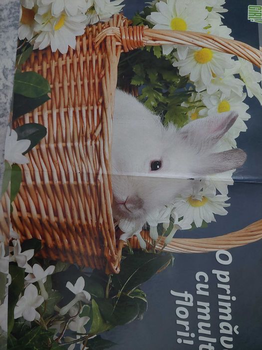 Poster Vlad Gherman Lala band pariu cu viata
