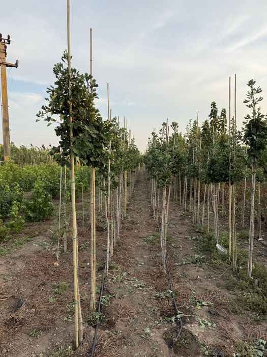 Ginkgo biloba - Arbori ornamentali