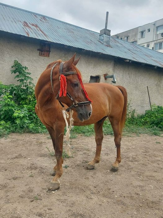 Cal de vanzare castrat