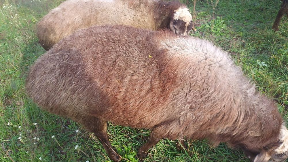 Козлята, козочки-берёзочки