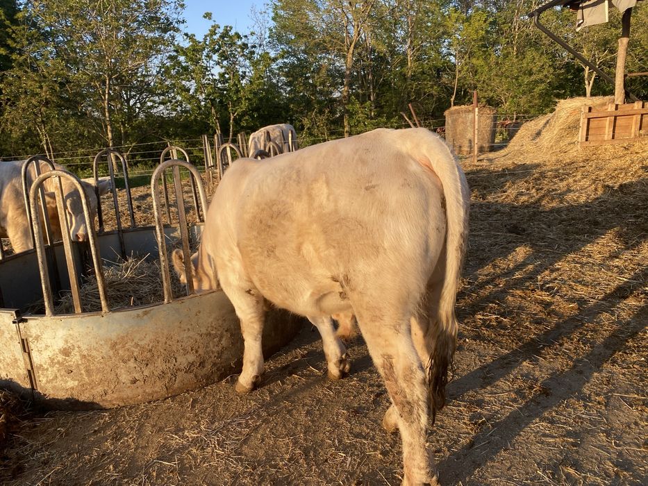 Charolais Tauri de monta