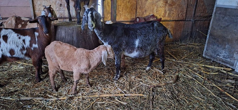 Vand capre anglo si carpatine