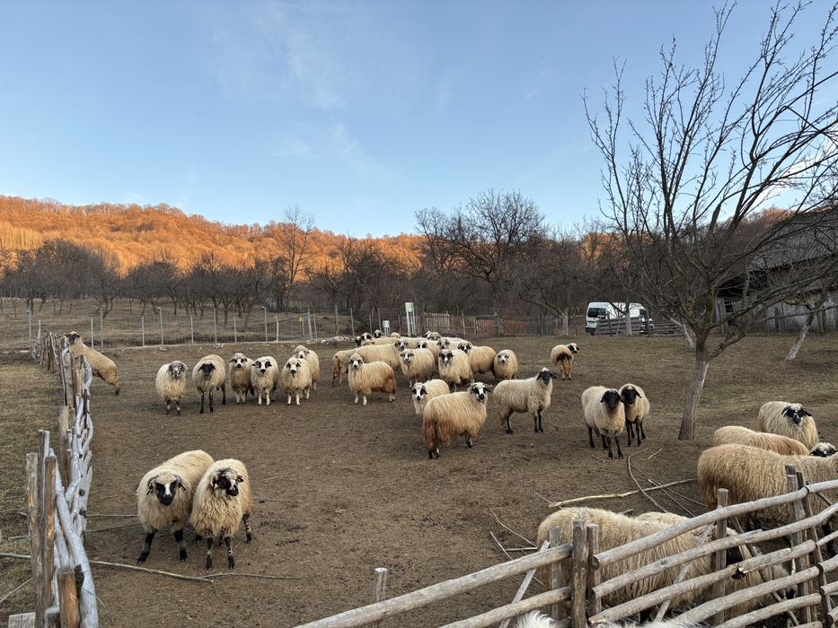 Vand turma de oi sau la bucata!