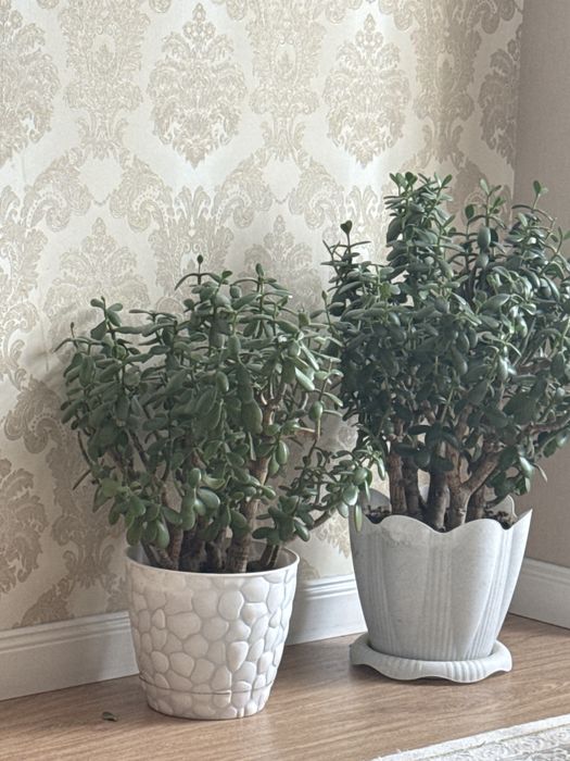 Продам 2 горшка денежного дерева