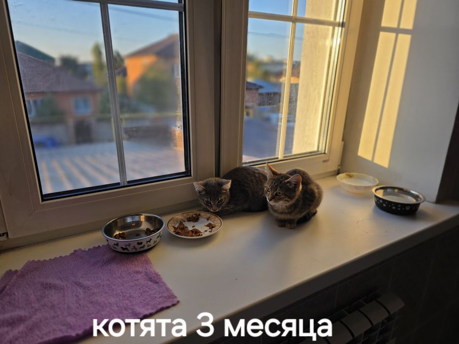 Котята 3 месяца  ищут дом