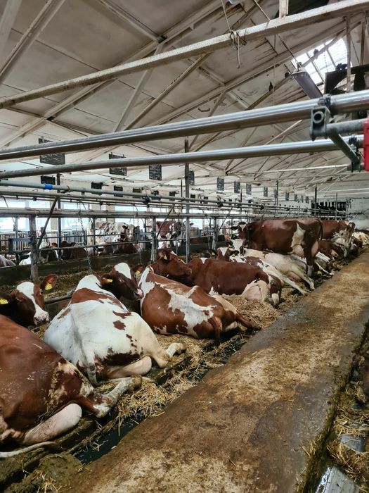 Голштейн, Golshteyn
Yevropadan naslli qoramollar yetkazib beramiz.