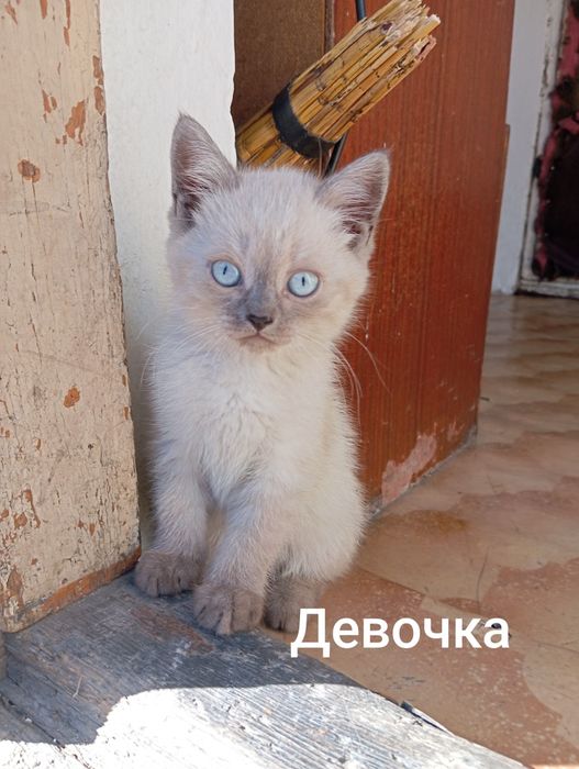Котята от кошки-мышеловки