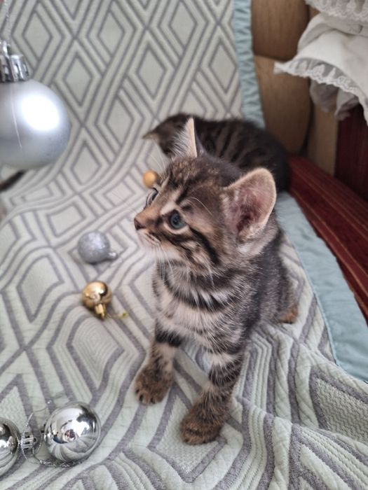 Котят в добрые руки