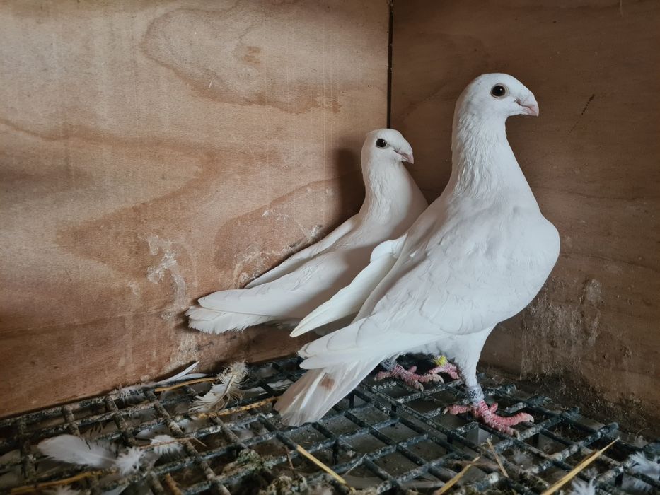 Pereche porumbei voiajori Albi 2025