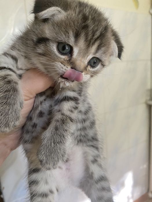 Котята британские