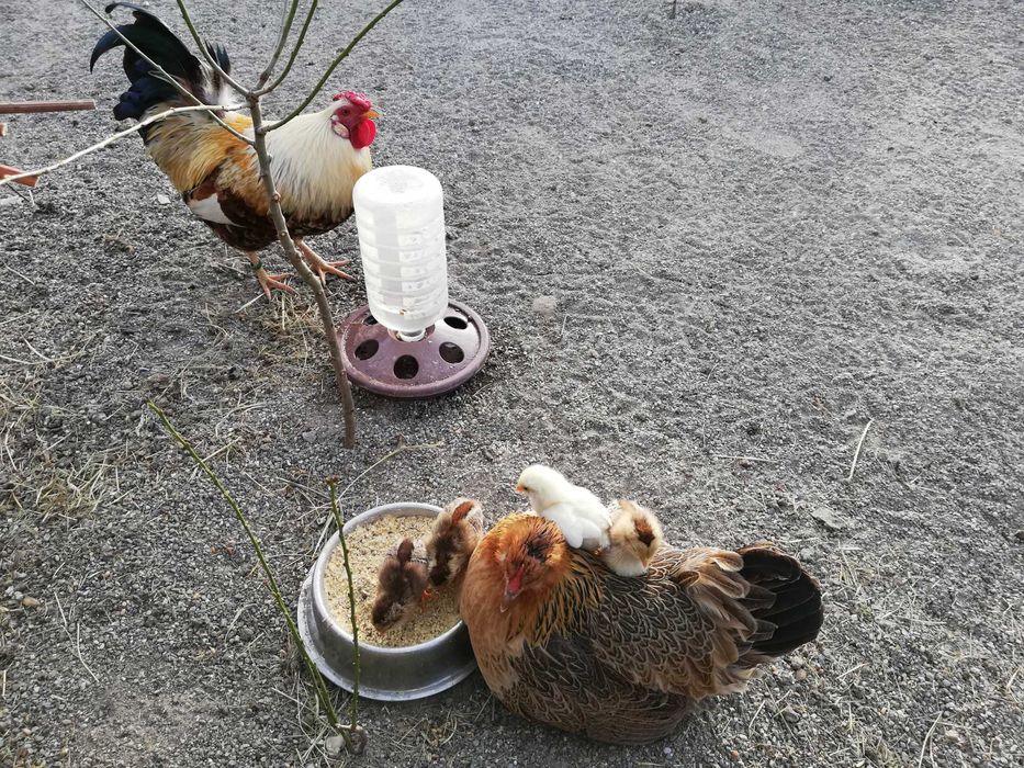 Ouă de găini pitice și normale :wyandotte, italiene, mii