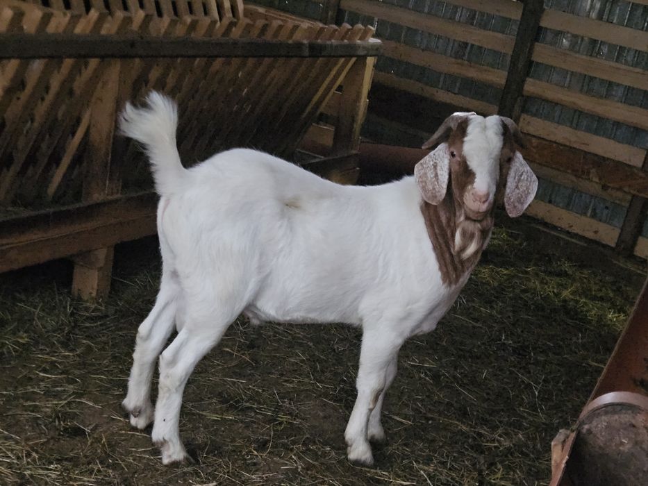 De vanzare Țap,  Rasă Boer