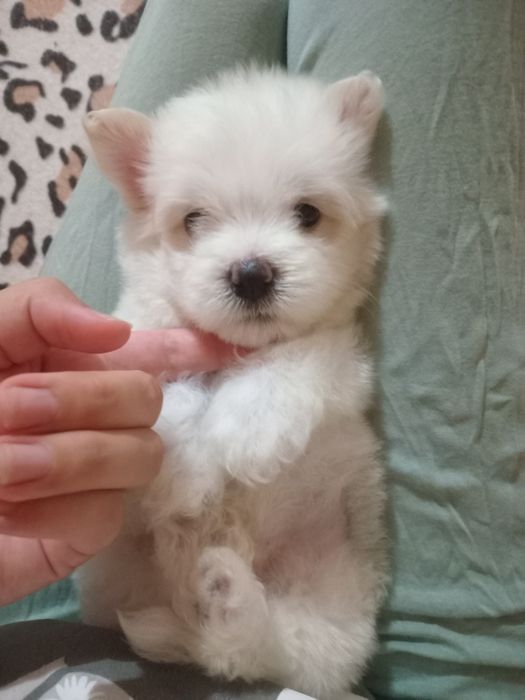 Pui bichon maltez .