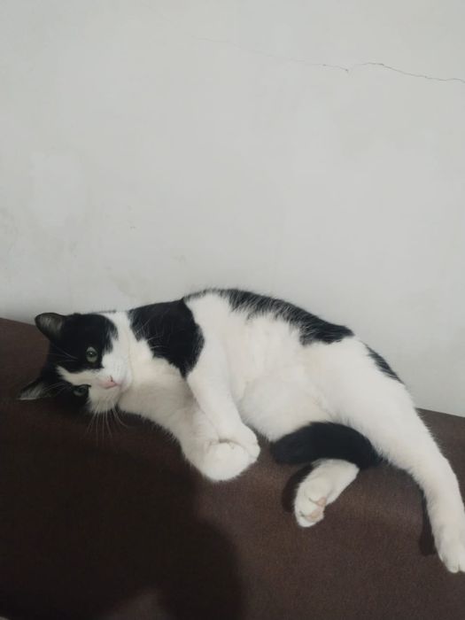 Отдам милых котеек