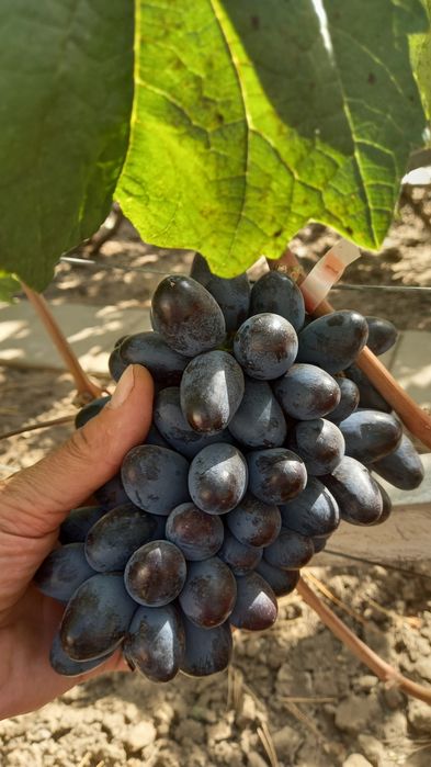 Саженцы Винограда