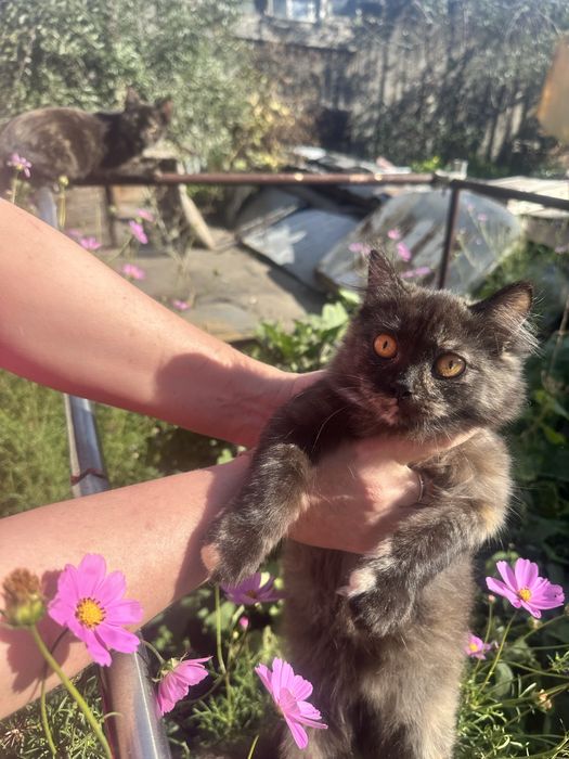 Котята- Сибирские