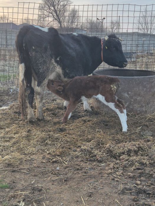 Сиыр сатылады бугін туған