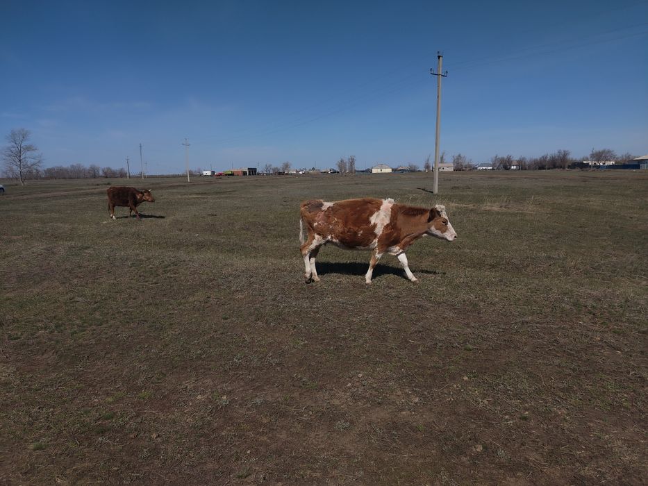 Крс корова телета