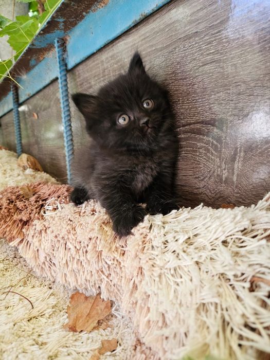 Очень красивые котята