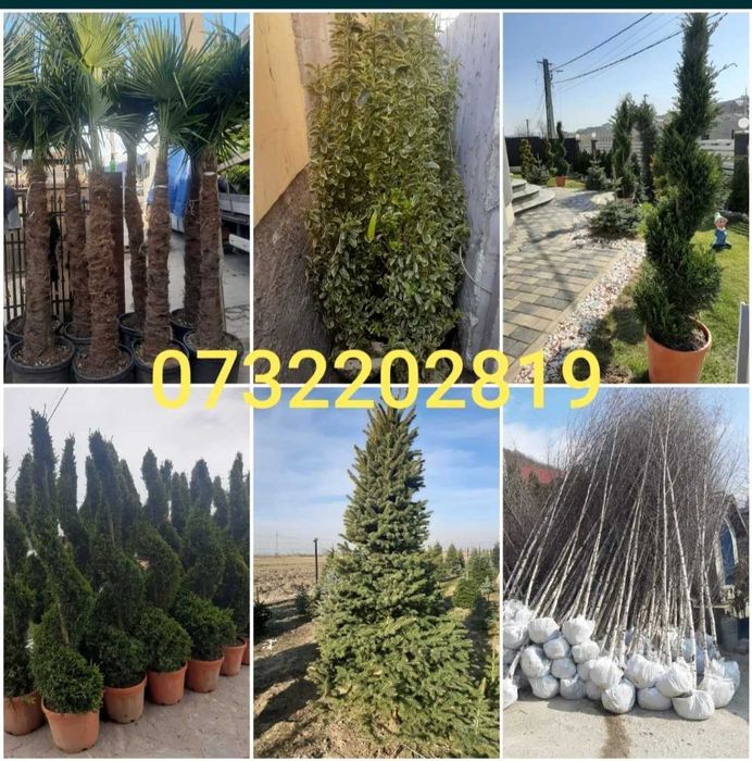 Mesteacăn, Magnolie, Brazi, Tuia, Catalpa, Prunus.