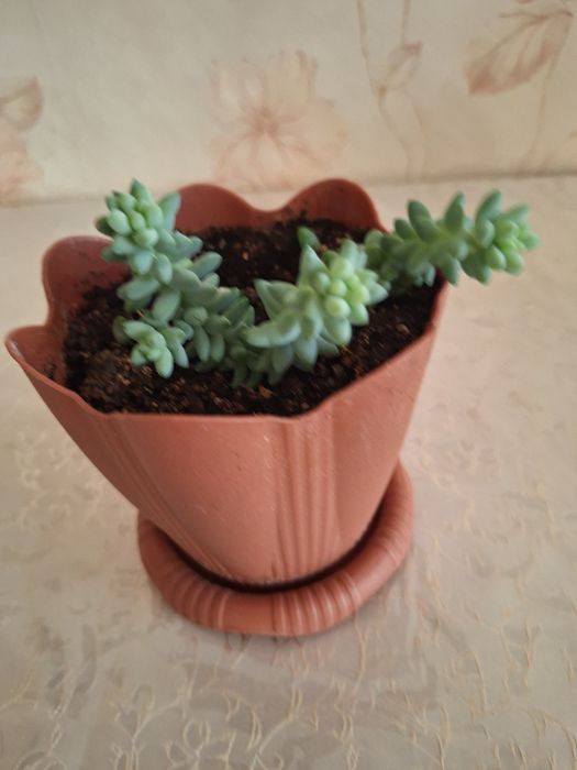 Седум  (очиток) Моргана