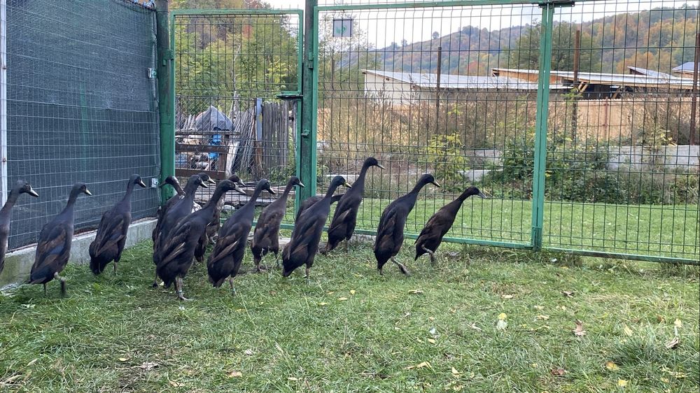 Rate alergatoare  indiene 2025