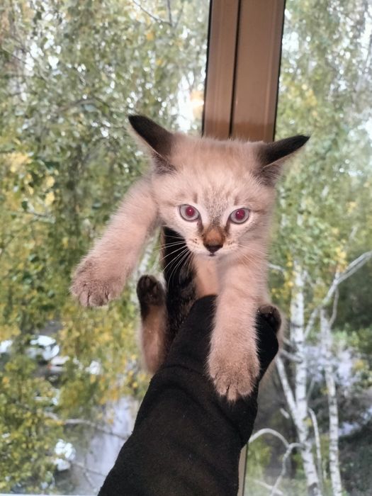 Отдаем котят в добрые руки