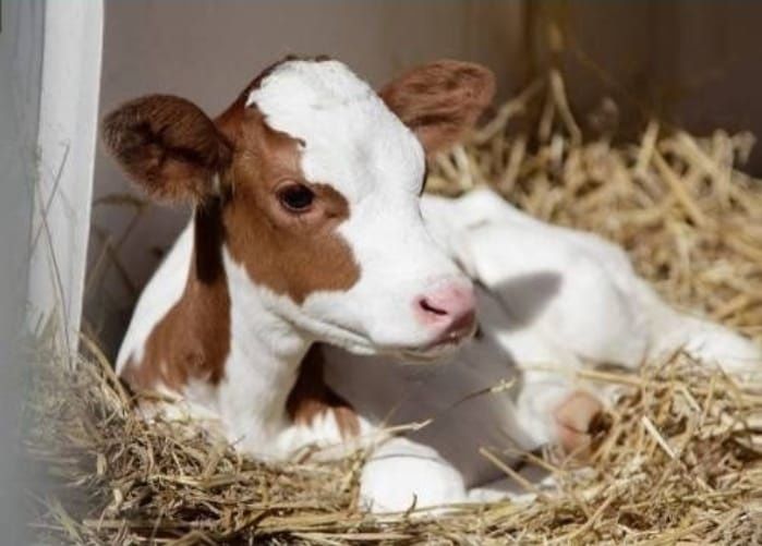 Принимаю заказы на телят