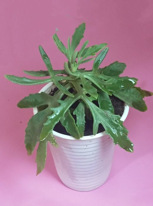 Продам. Ускорененные отростки.