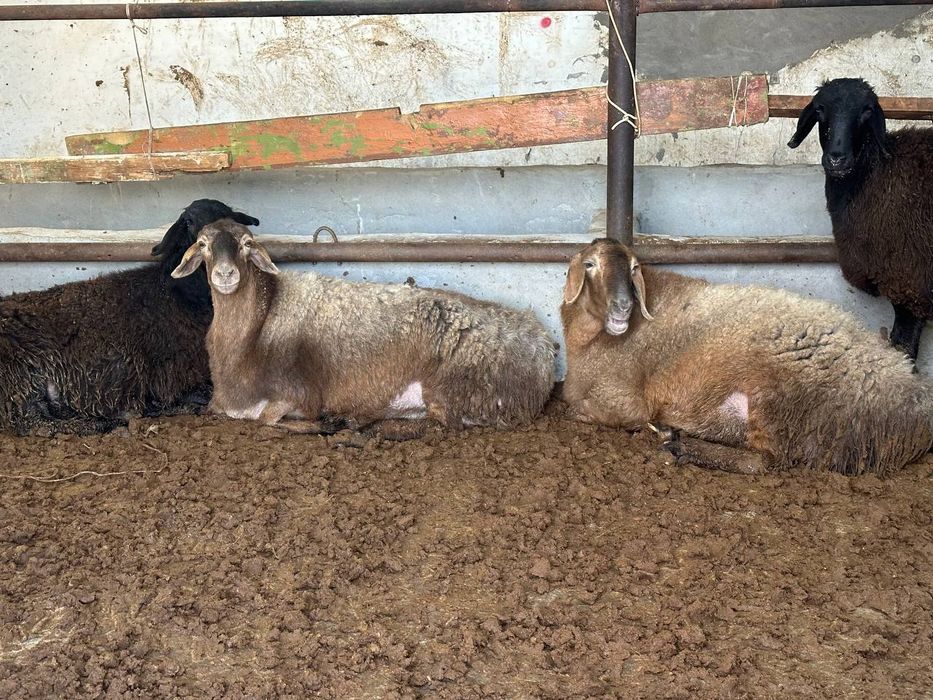 Ona qoʻylar va qochqor sotiladi