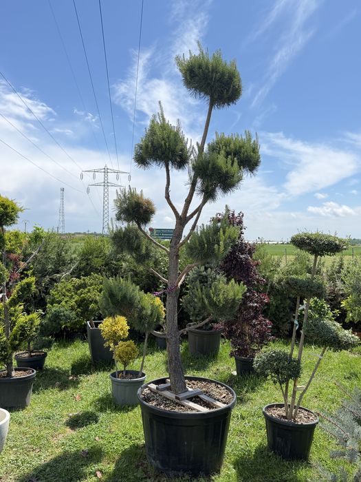 Rulouri de gazon sistem de irigatii gazon plante decorative