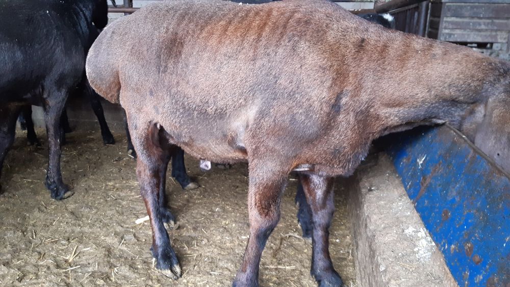 Qassob  Кассоб Qassobchilik xizmati  Halol Service!!!