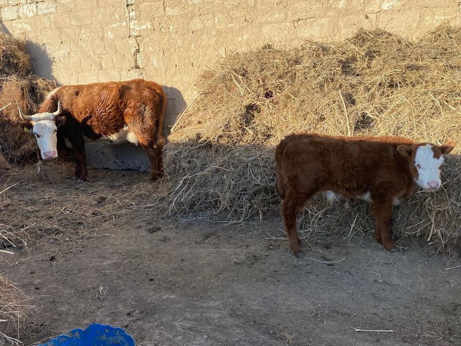 Бұзаулы сиыр сатылады.