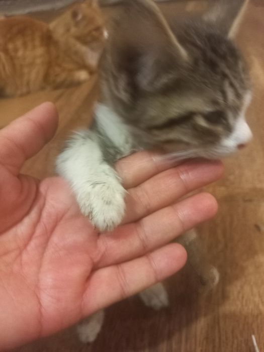 Отдам в хорошие руки котенка