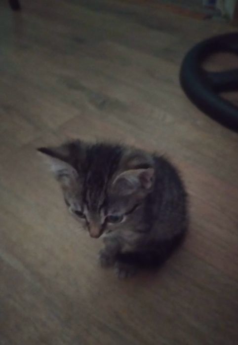 Отдаем котят разнополых