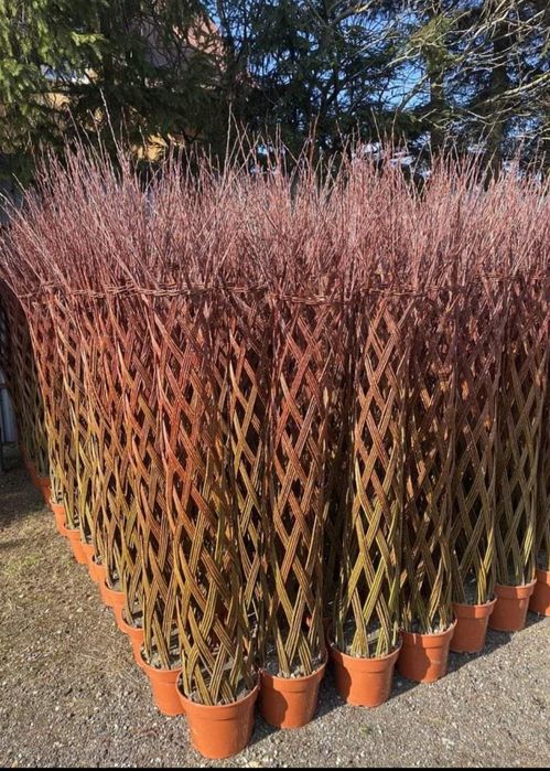 Plante ornamentale aclimatizate