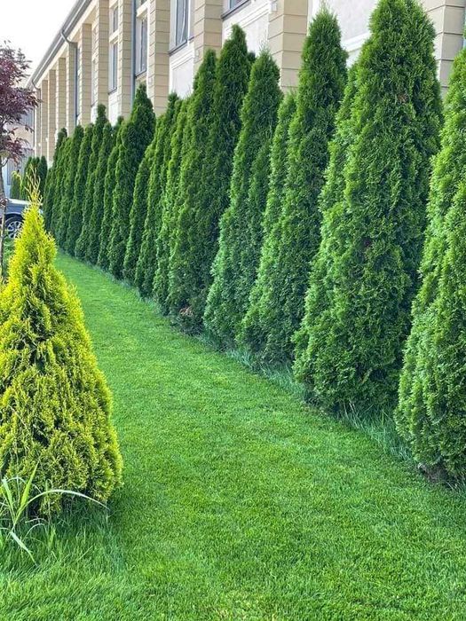 Plante decorative Tuia Smarald Columnaris
