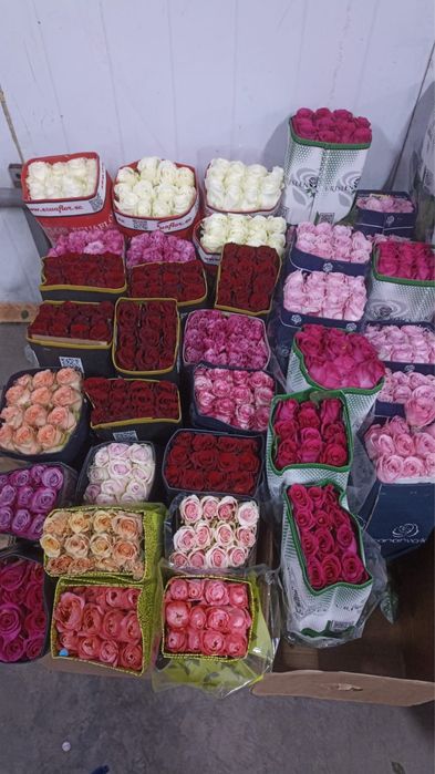 Розы опт и розницу