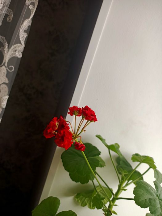 Продаю светы герань