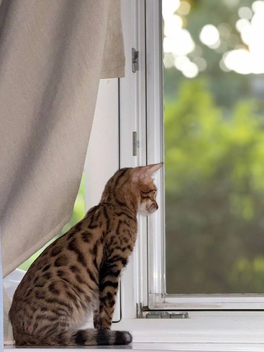 Продаётся бенгалский котик