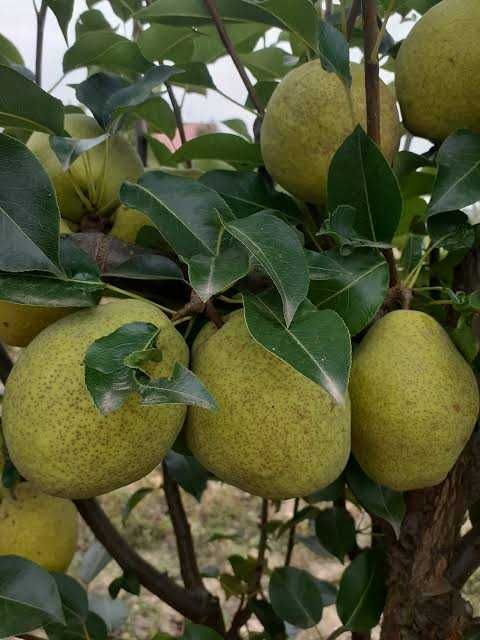 Pere pentru tuica