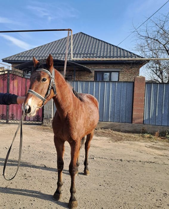 Жылқы баигеде жулели 1.5 жасар