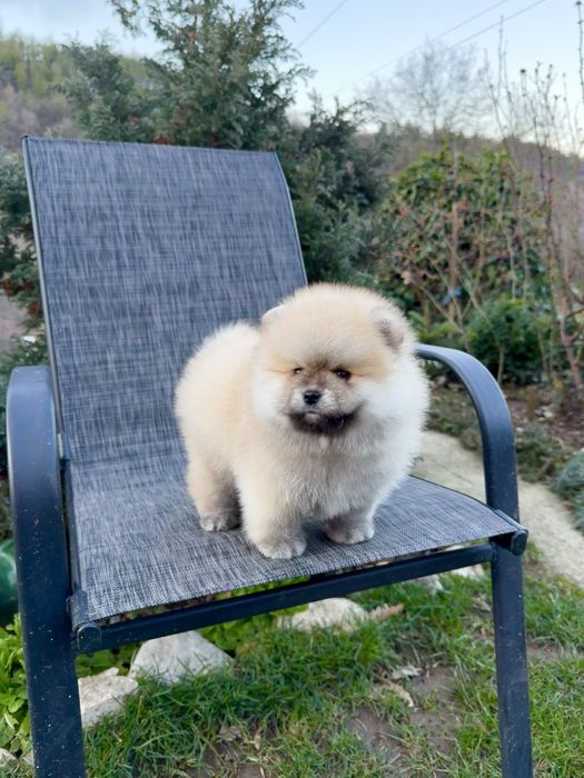 Померан мини момче със втора ваксина